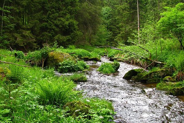 Biotop perlorodky říční na Malši.