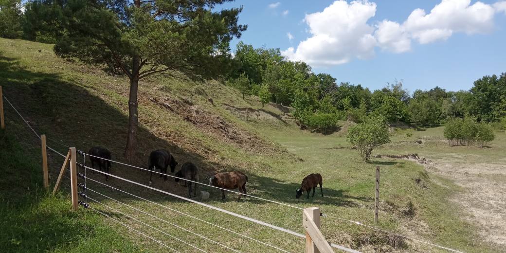 Pastva ovcí v ohradě v Podvrdech u Tupes.