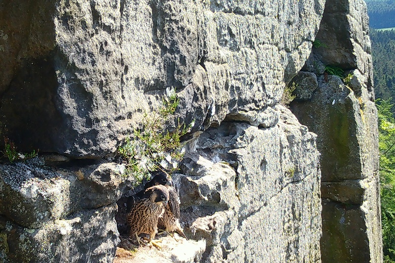 Sokoli na Ostaši.