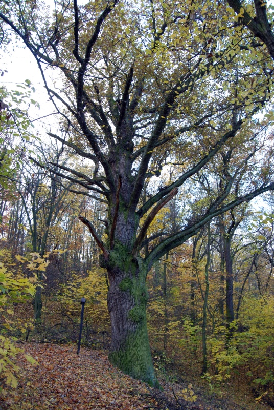 Památný strom v Suchomastech.