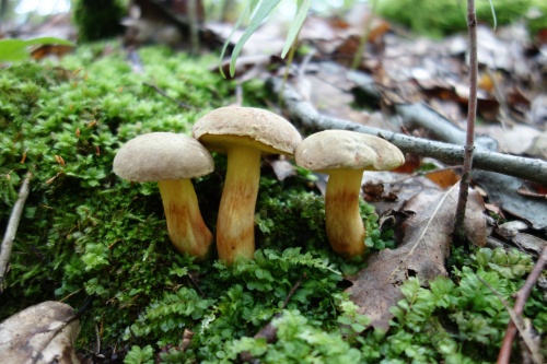 Vzrostlé houby v lese.