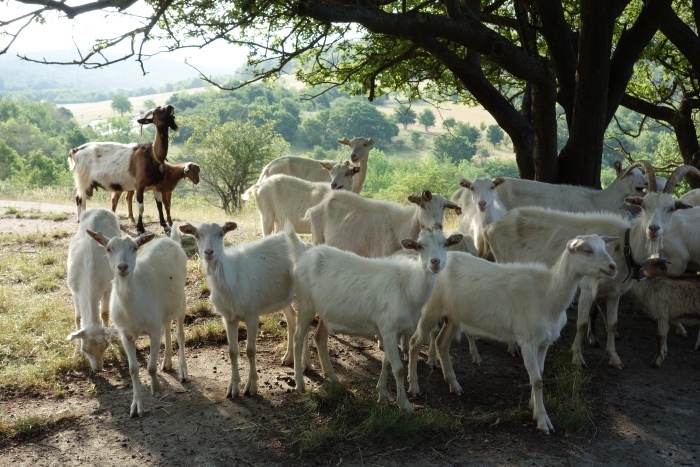 Poníci, ovce a kozy pomájí ohroženým druhům v Českém krasu