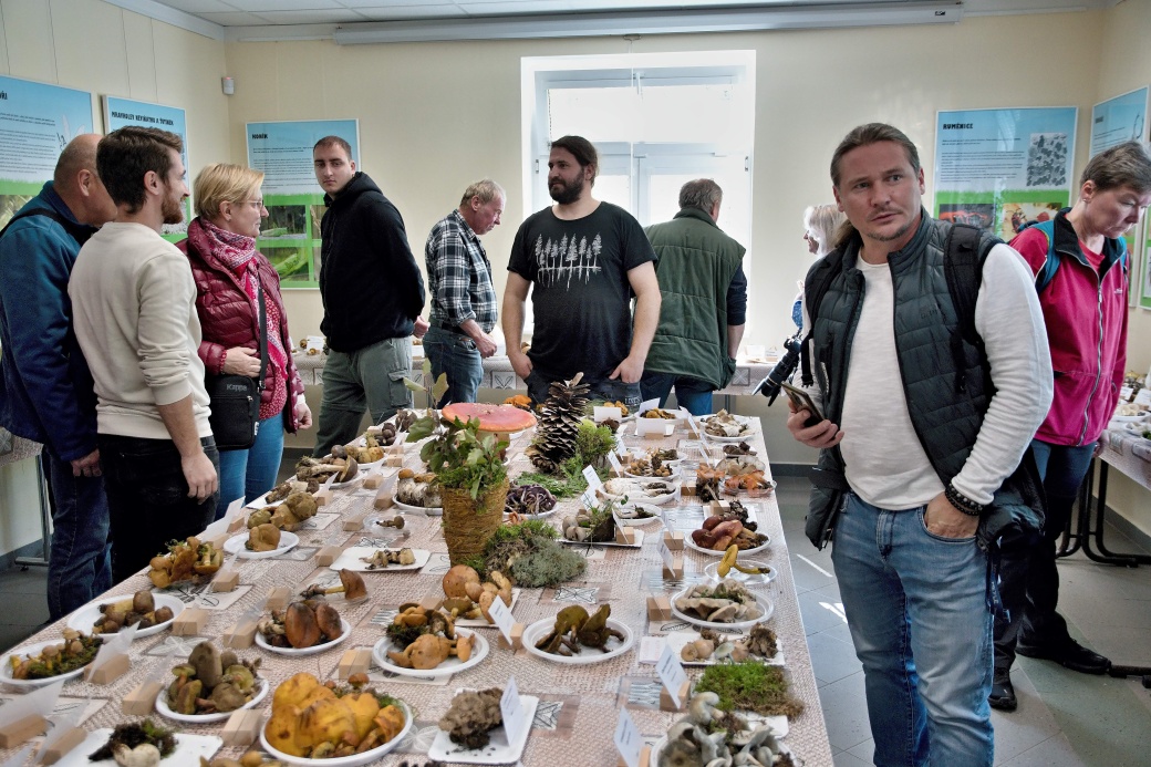 Výstava hub na Správě CHKO Slavkovský les v Mariánských Lázních. Foto: Ivan Coufalík.