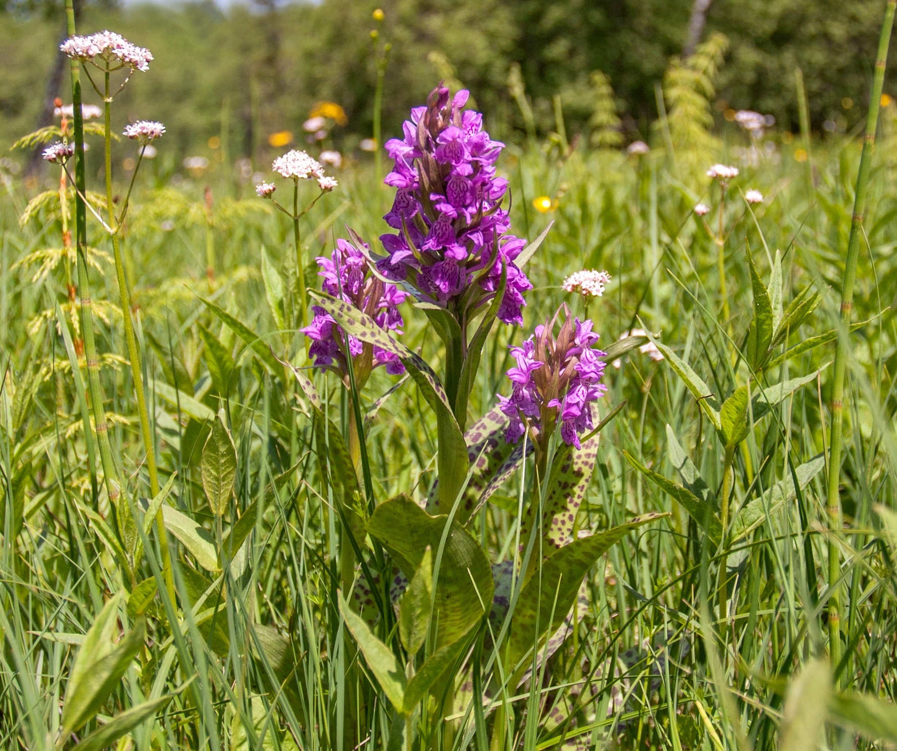 Dactylorhiza majalis