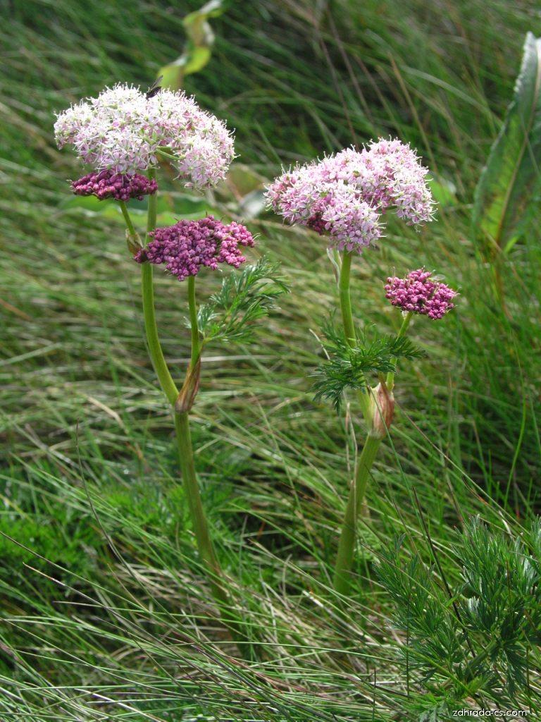 Ligusticum mutellina