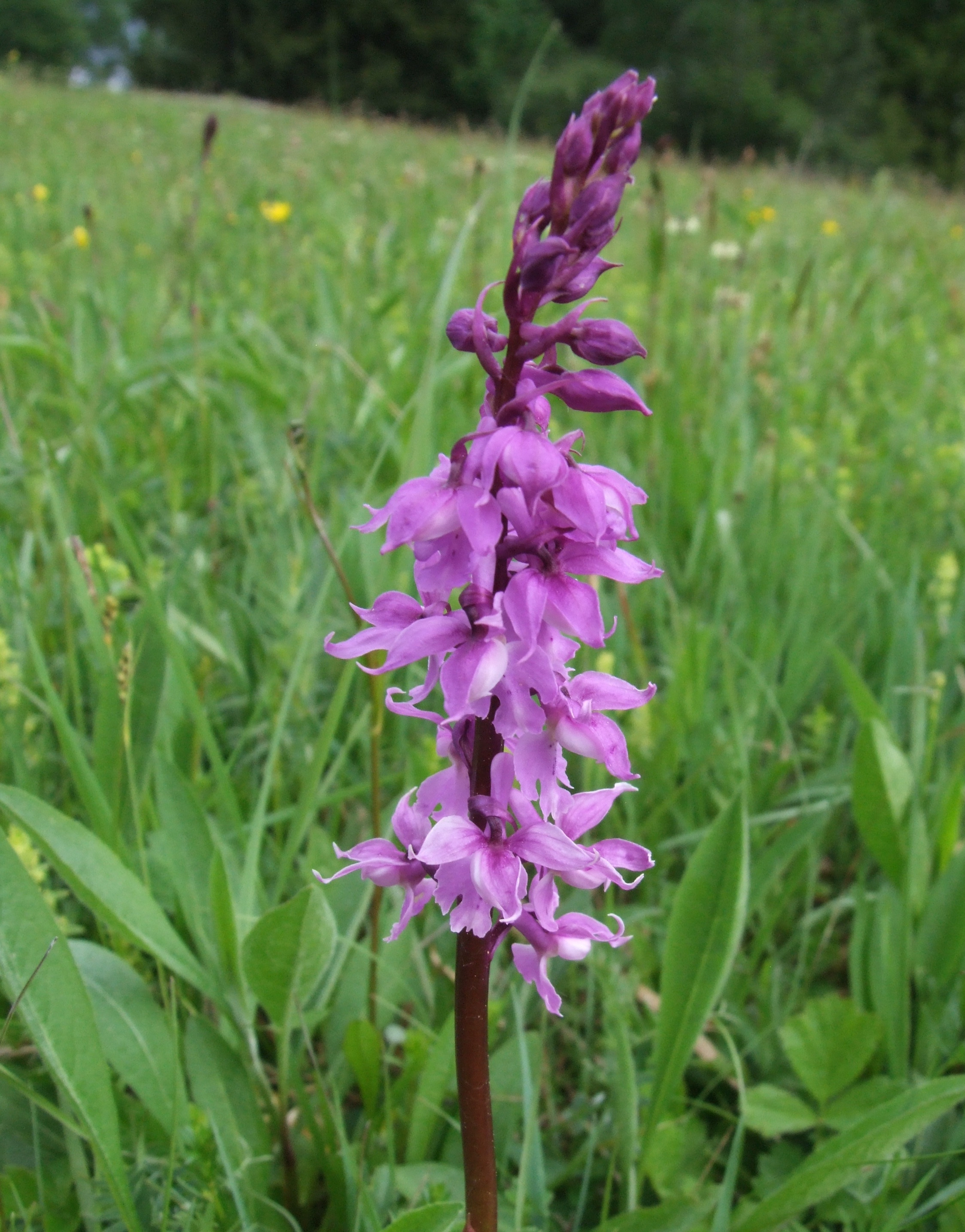 Orchis mascula