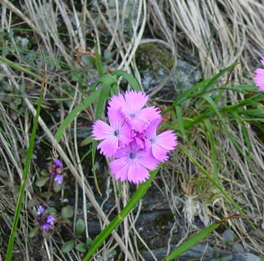 Dianthus carthusianorum